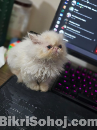 Treditional persian  male kitten